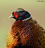 Pheasant Splendour